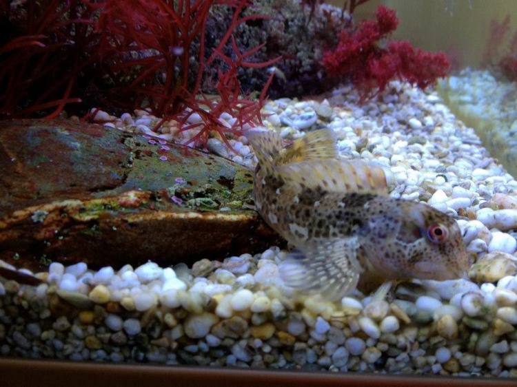 580087_10152068098840046_64888663_n