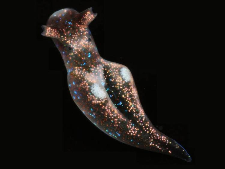 Elysia viridis juvenile