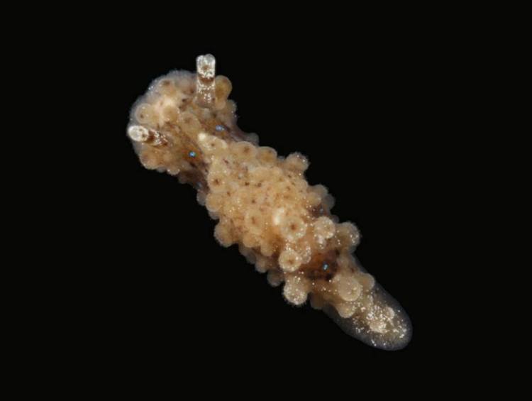 juvenile Aegires punctilucens