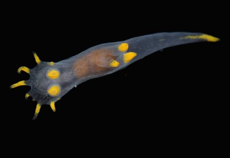 Polycera faeroensis juvenile