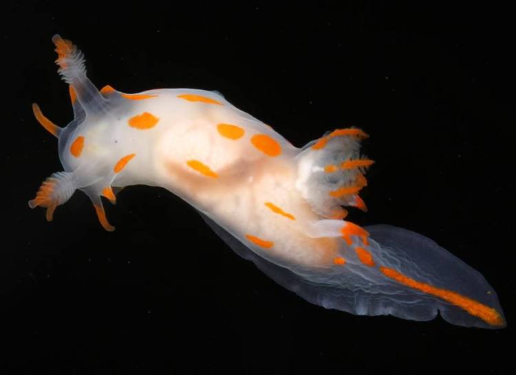 Polycera quadrilineata b