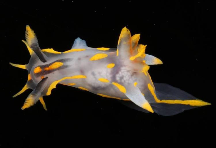 Polycera quadrilineata