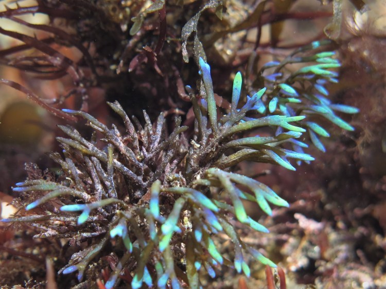 Cystoseira tamariscifolia