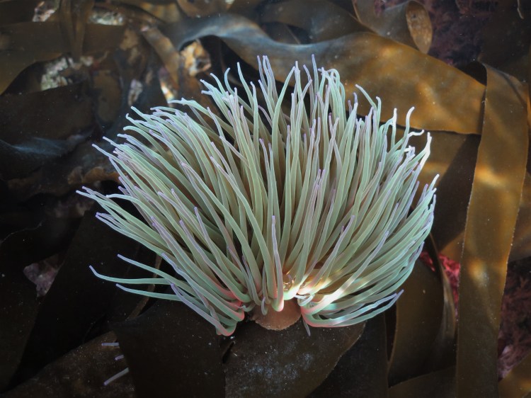 snakelocks anemone