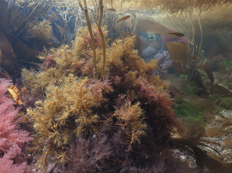 Bushy berry wreck Cystoseira baccata