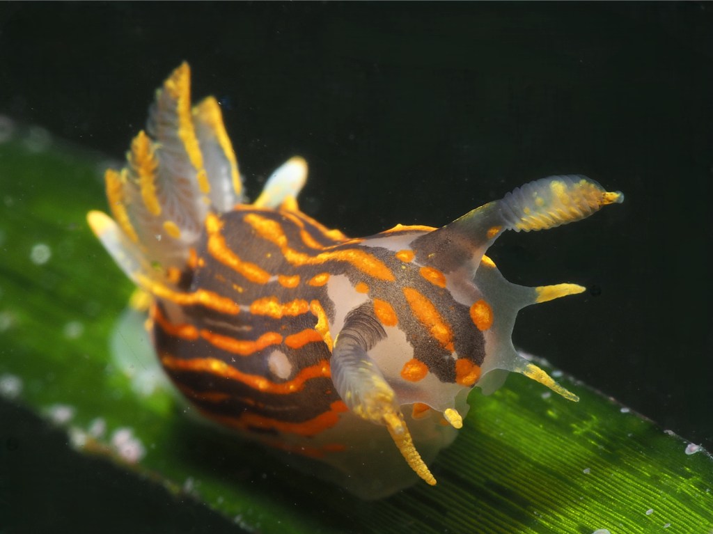 Polycera quadrilineata